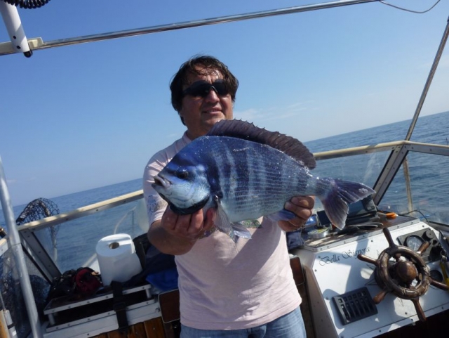  Pez rayado azul